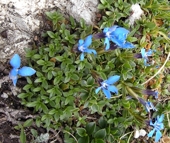 Gentiana verna